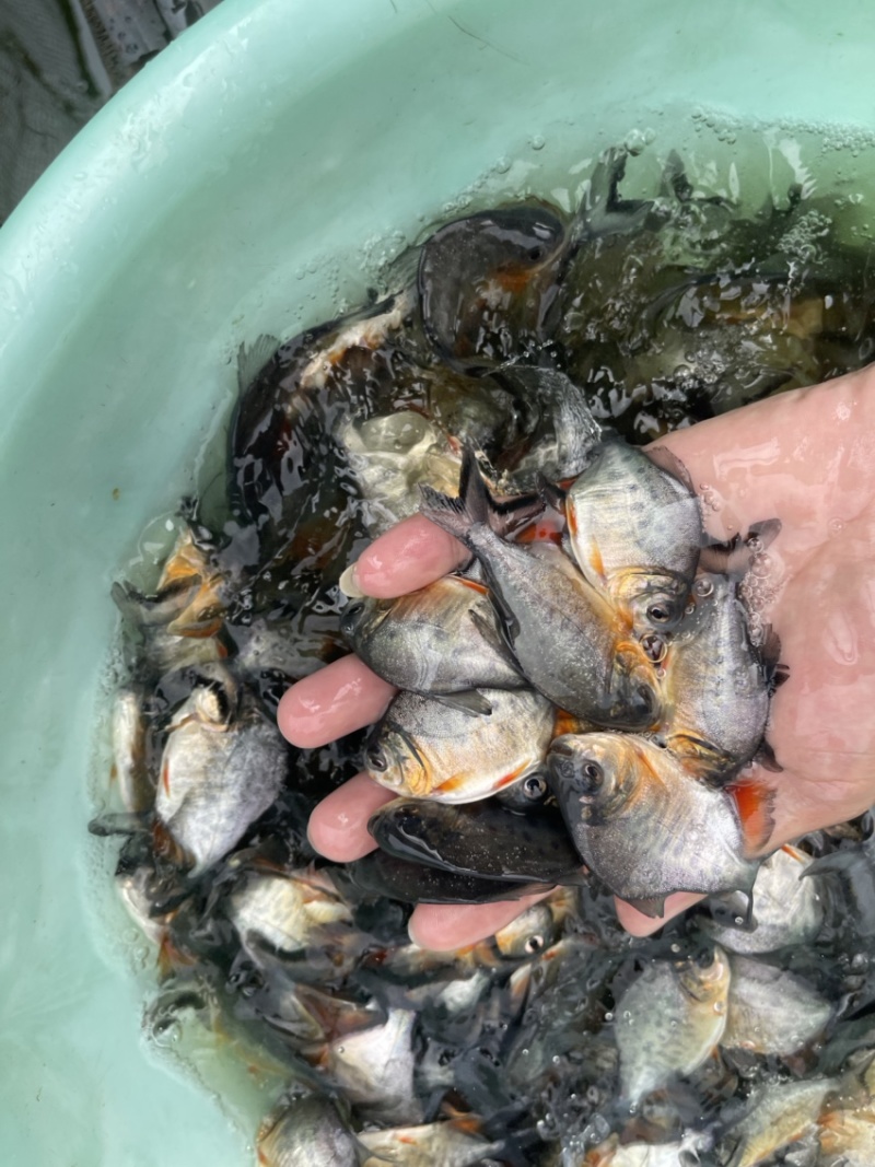 白鲳鱼苗，渔场直销，免费技术指导′，量大可送货上门
