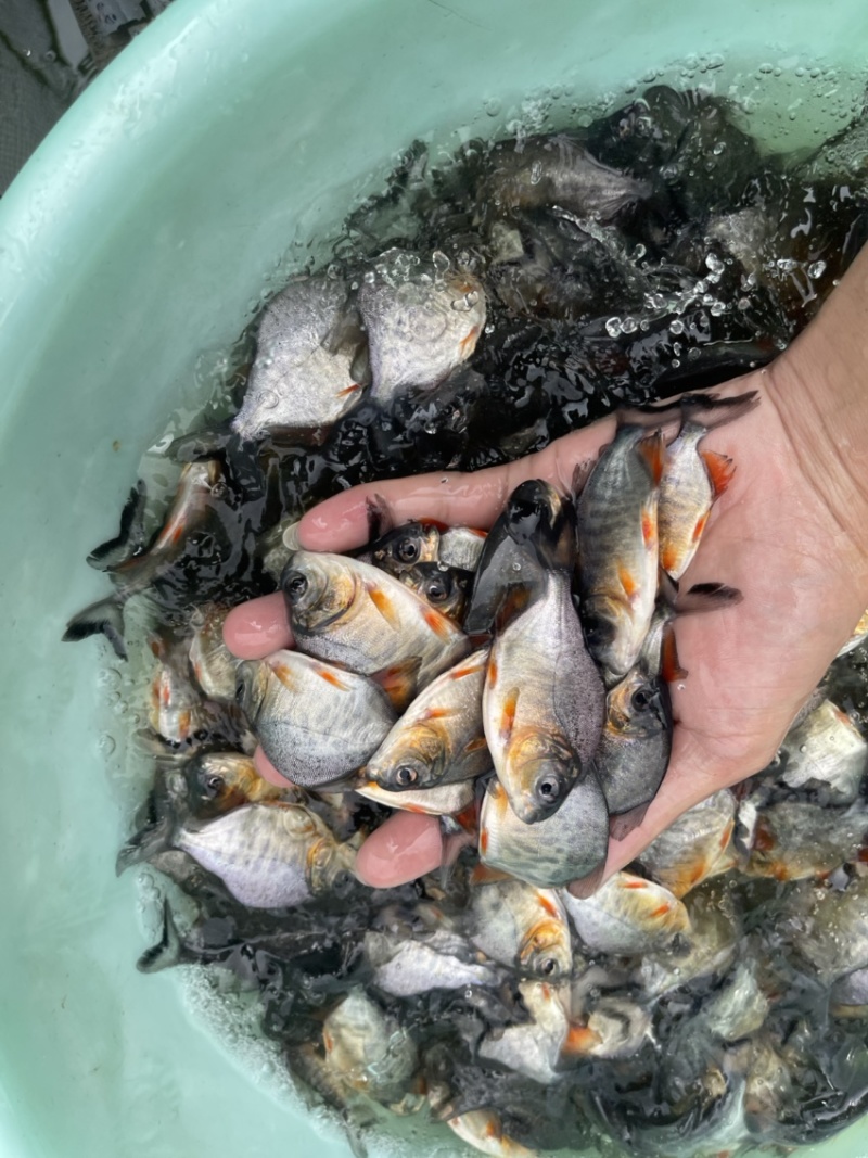 白鲳鱼苗，渔场直销，免费技术指导′，量大可送货上门