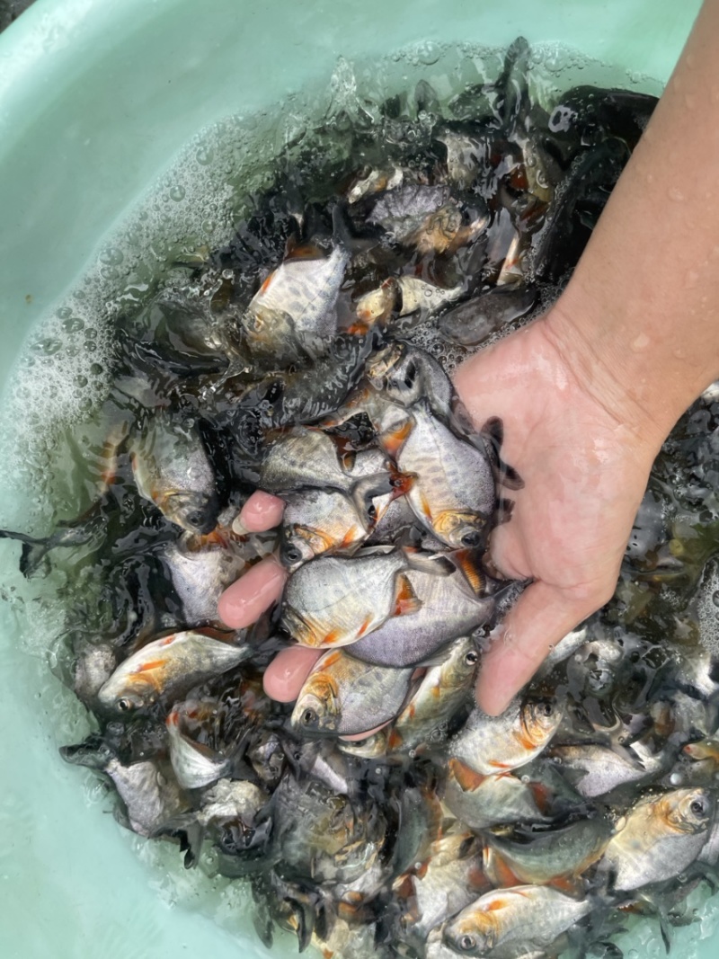 白鲳鱼苗，渔场直销，免费技术指导′，量大可送货上门