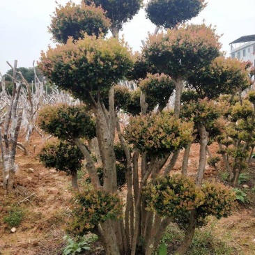 小叶赤楠一手货源自产自销，有意向的朋友可以了解一下