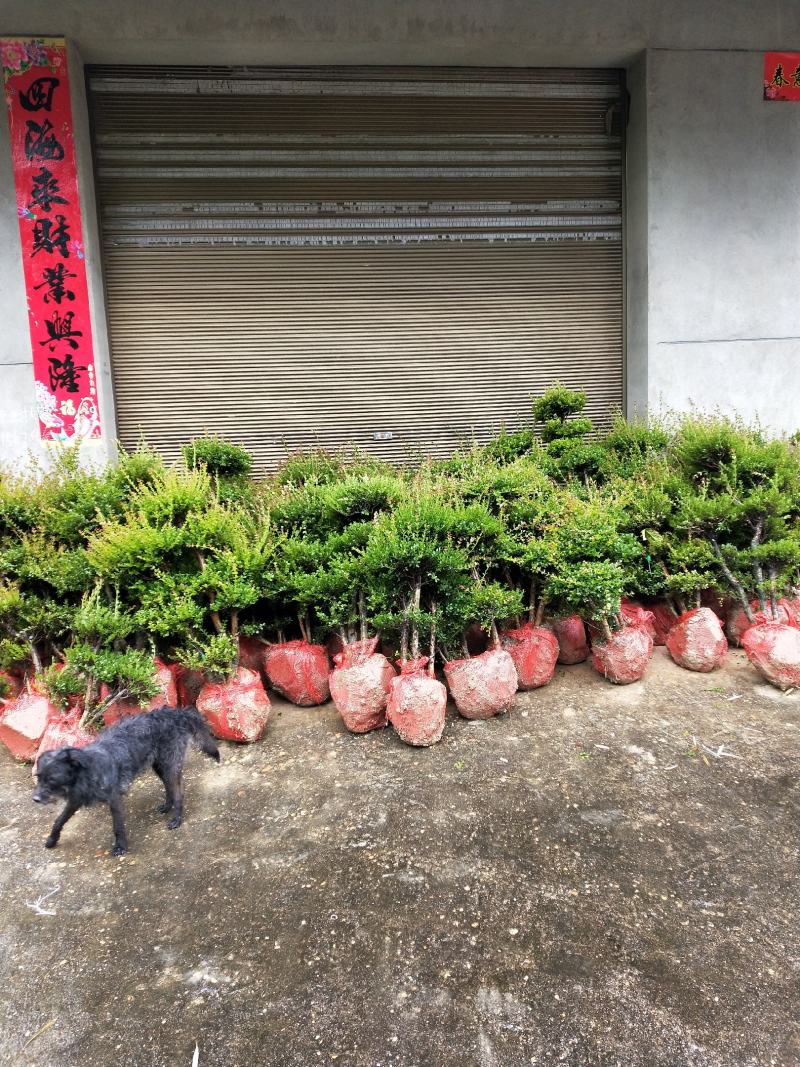小叶赤楠一手货源自产自销，有意向的朋友可以了解一下