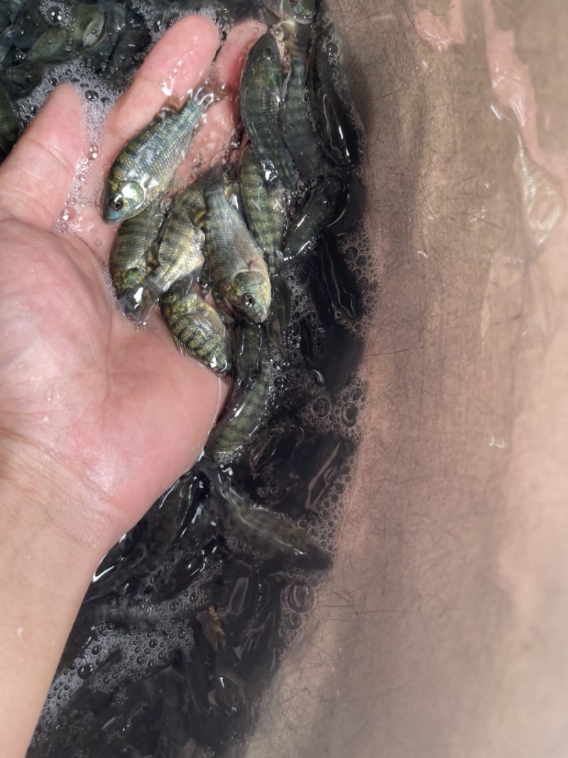 吉富罗非鱼苗，渔场直销，量大可免费送货上门，
