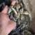 吉富罗非鱼苗，渔场直销，量大可免费送货上门，