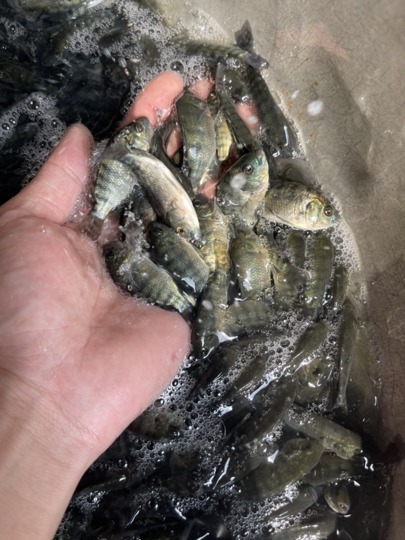 吉富罗非鱼苗，渔场直销，量大可免费送货上门，