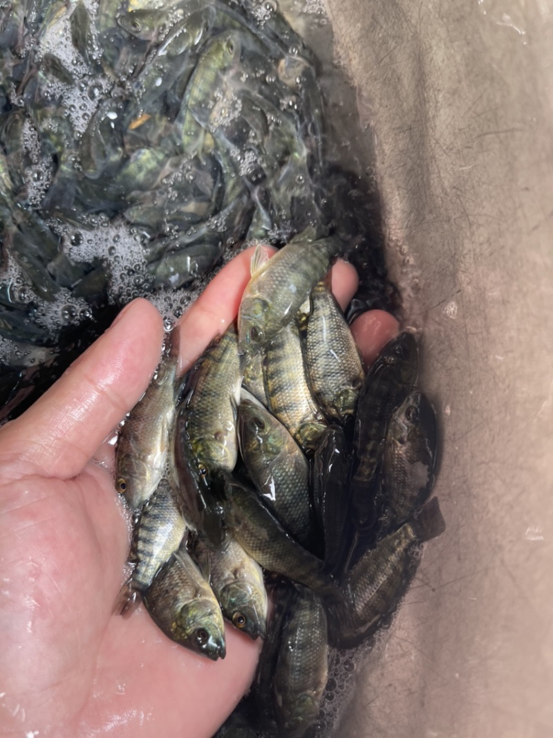 吉富罗非鱼苗，渔场直销，量大可免费送货上门，