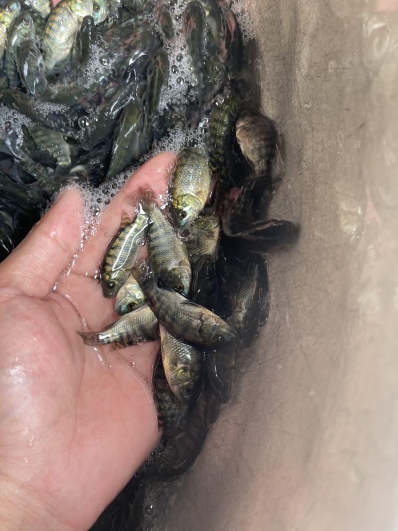 吉富罗非鱼苗，渔场直销，量大可免费送货上门，