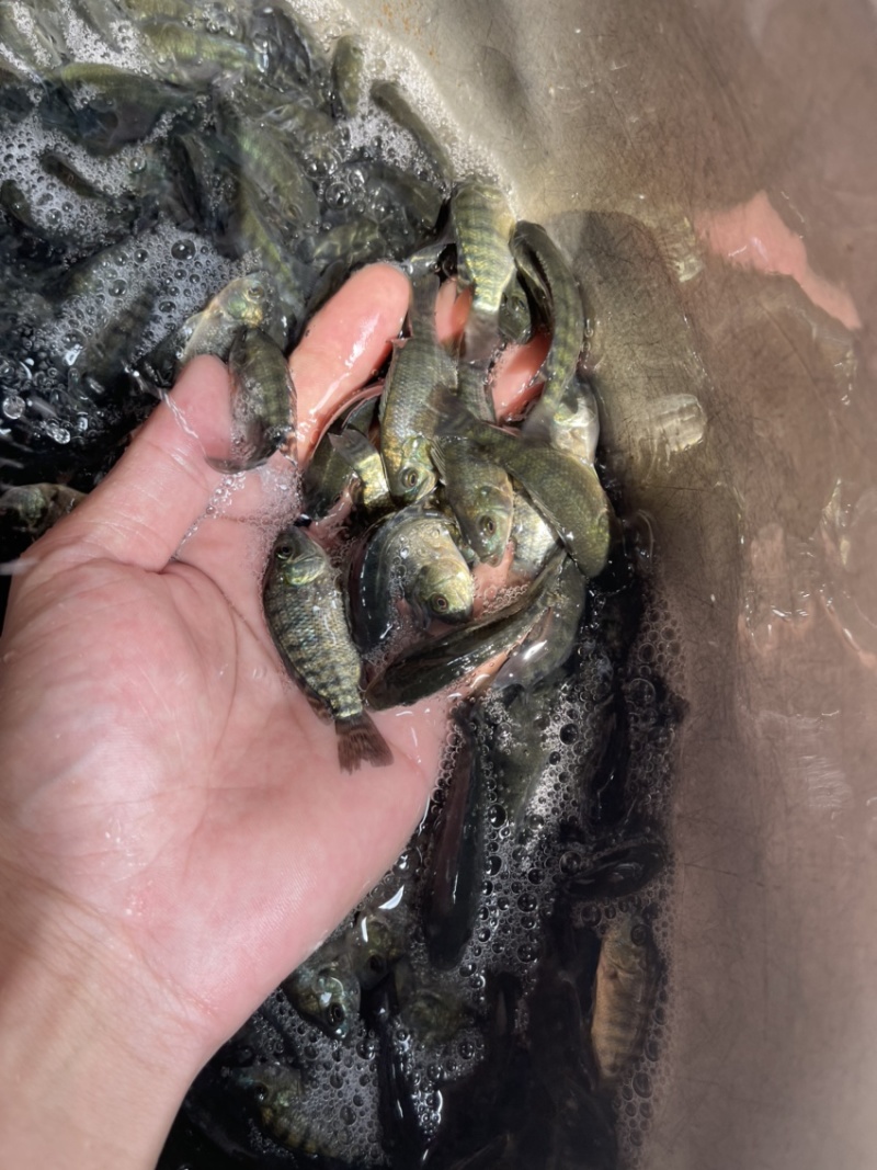 吉富罗非鱼苗，渔场直销，量大可免费送货上门，