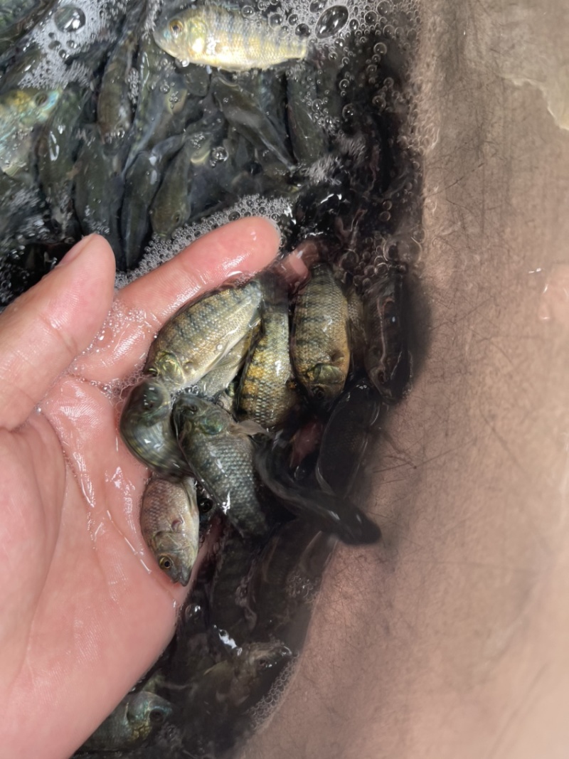 吉富罗非鱼苗，渔场直销，量大可免费送货上门，