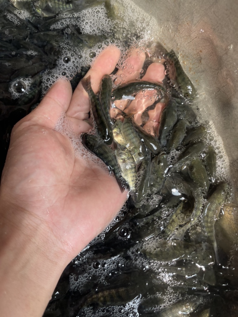 吉富罗非鱼苗，渔场直销，量大可免费送货上门，