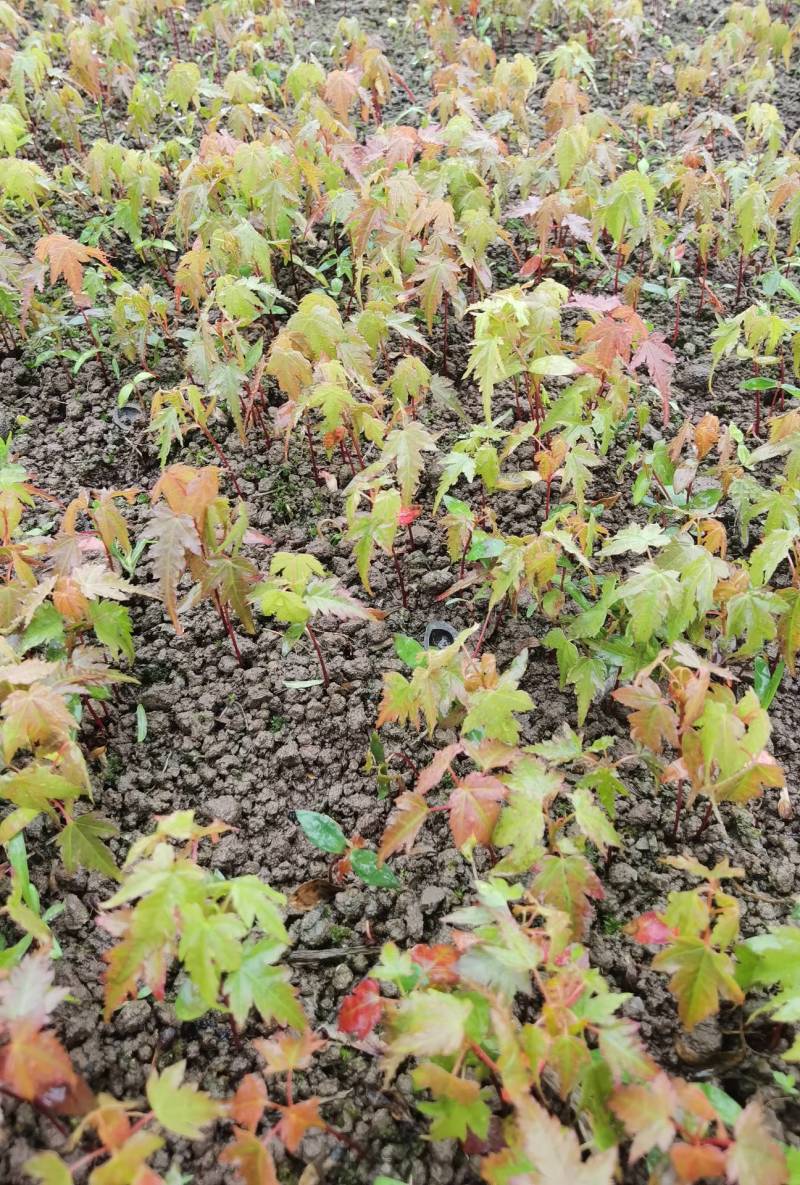 青枫青枫小苗浙江绍兴基地发货易成活数量大