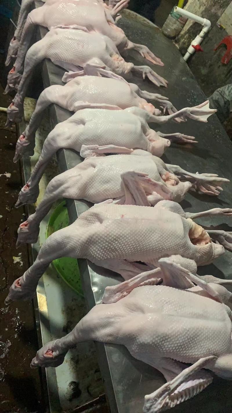 阳江鹅