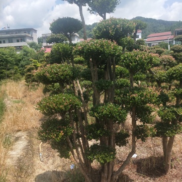 小叶赤楠一手货源自产自销，有意向的朋友可以了解一下
