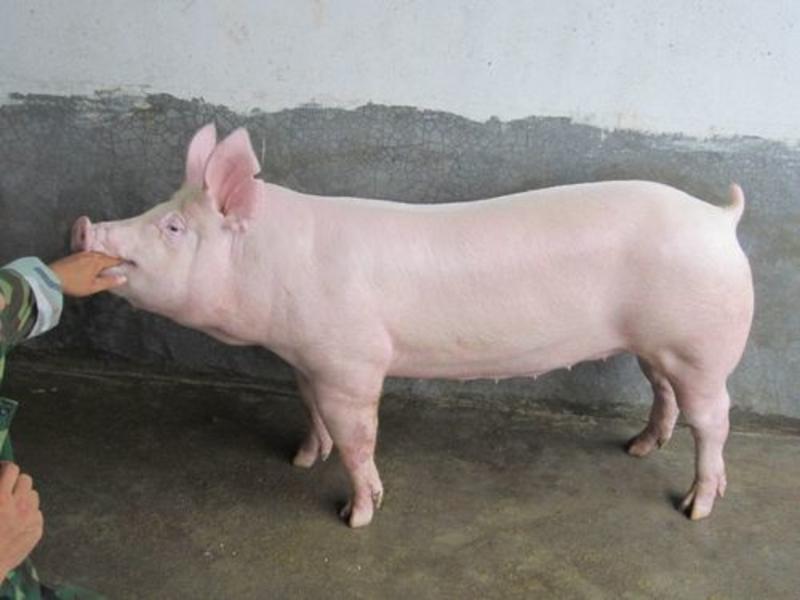 《大白一元母猪》英系大白一级大白母猪支持全国发货
