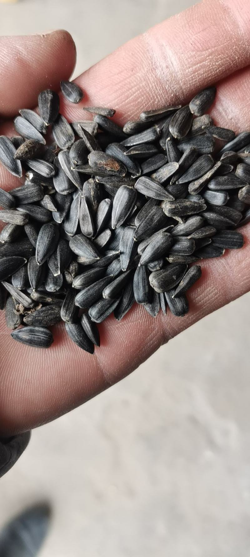 过风过筛精选油葵，标包袋装
