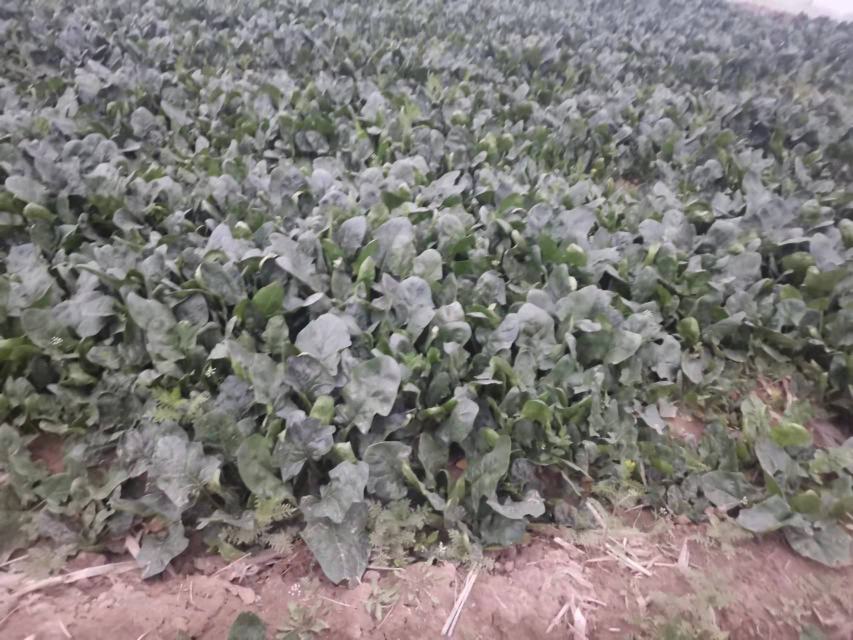 大叶菠菜植株特写：茂盛直立型株丛，叶片宽大肥厚、深绿油亮，叶脉清晰，茎秆粗壮浅红，土壤湿润疏松