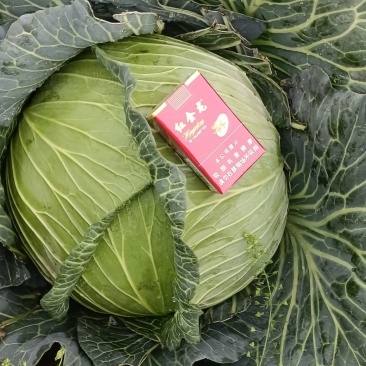 精品甘蓝，斯特丹，黄金甲，中甘24，中甘26京丰奥斯纳