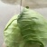 精品甘蓝，斯特丹，黄金甲，中甘24，中甘26京丰奥斯纳