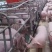【美系长白母猪】长白母猪原种大白一元母猪品种齐全运输包活