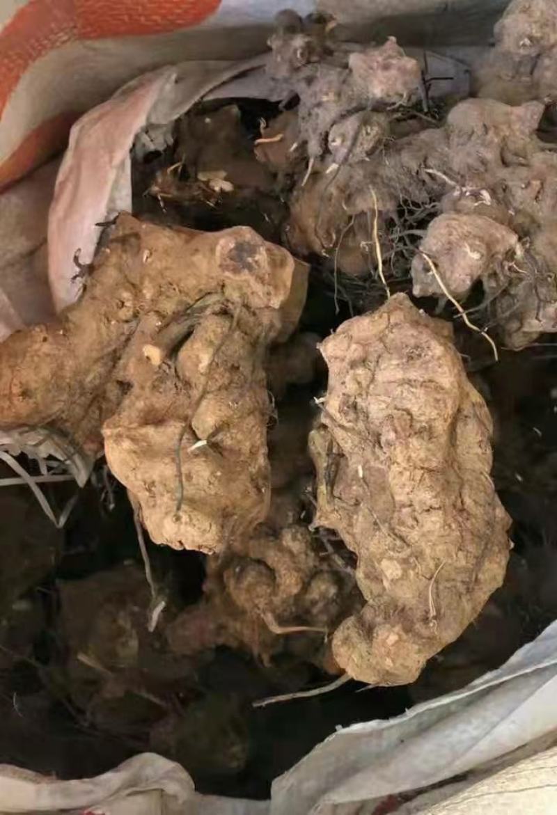 东革阿里无比加革一手货源