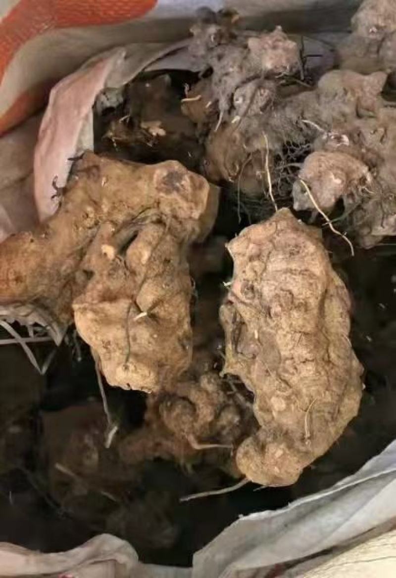 东革阿里无比加革一手货源