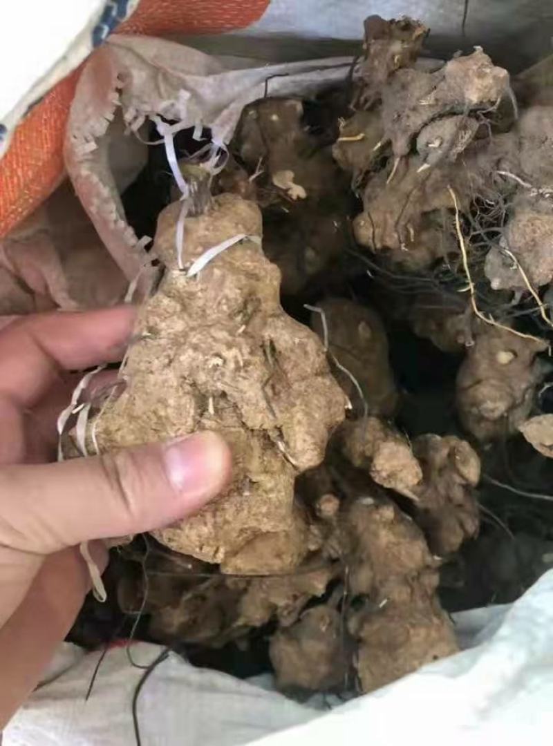 东革阿里无比加革一手货源