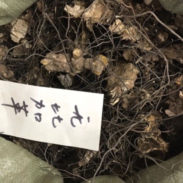 东革阿里无比加革一手货源