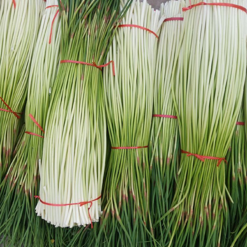 杂交红帽蒜薹新鲜精品白帽蒜苔大量上市，产地直销