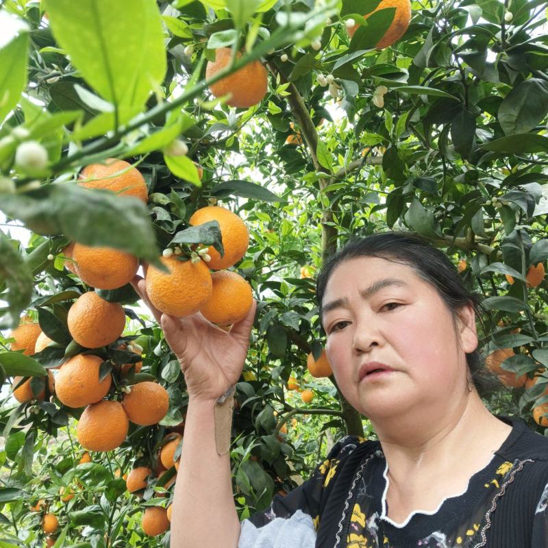黄果柑