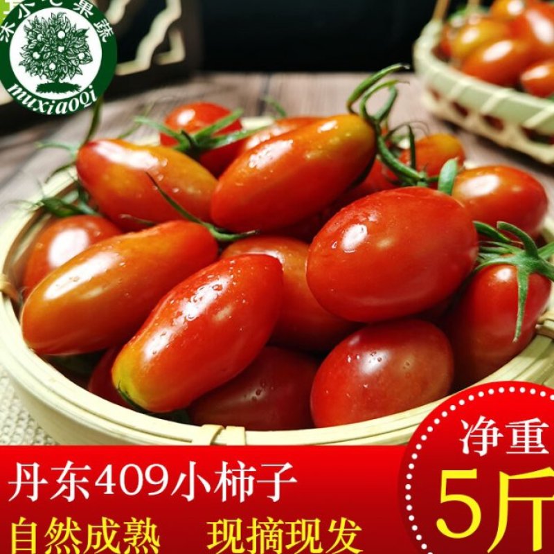 【推荐【丹东409小柿子基地直供品质保证诚信经营欢迎下单