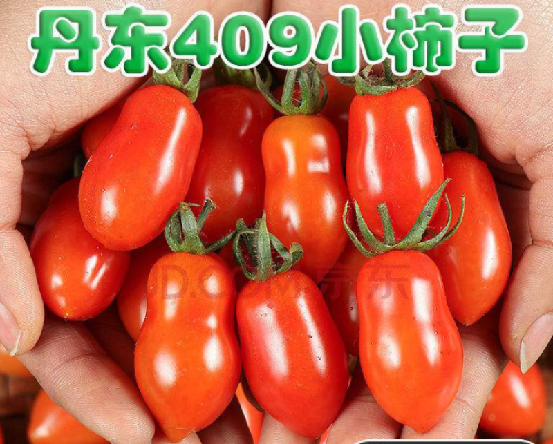 【推荐【丹东409小柿子基地直供品质保证诚信经营欢迎下单