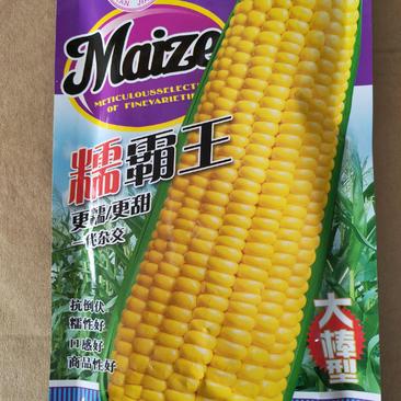 【精】鲜食黄金糯甜玉米种子200g，棒大高产！