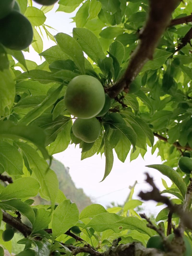 早期三月李通货不分大小早李子广东钱排三华李子一件代发电商