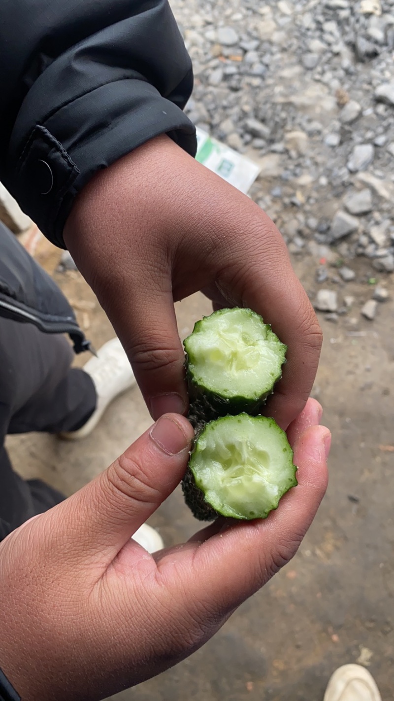 万亩黄瓜基地万亩黄瓜基地。