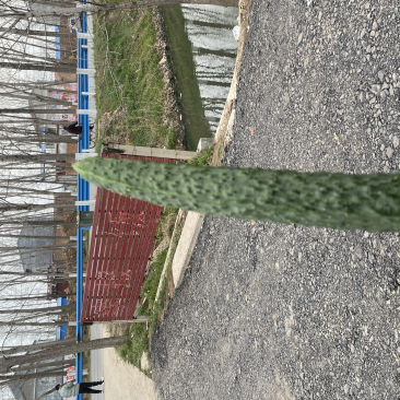 万亩黄瓜基地万亩黄瓜基地。