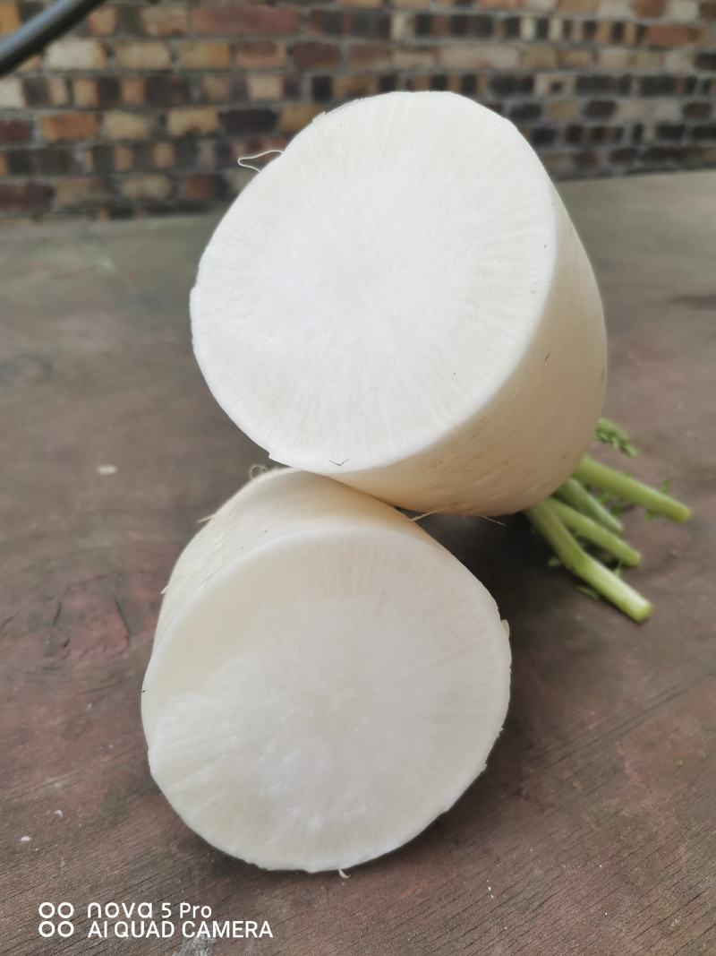 大批量白萝卜待售