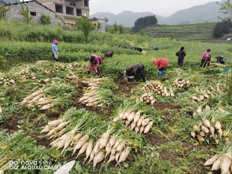 大批量白萝卜待售
