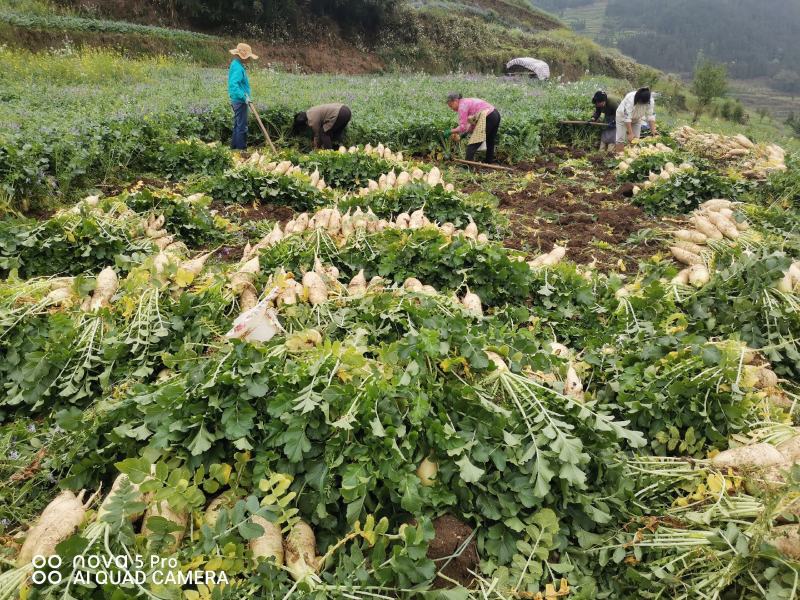大批量白萝卜待售