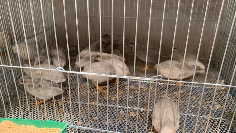 芦丁鸡种蛋德系变异蛋芦丁鸡蛋芦丁鸡受精蛋