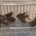芦丁鸡种蛋德系变异蛋芦丁鸡蛋芦丁鸡受精蛋