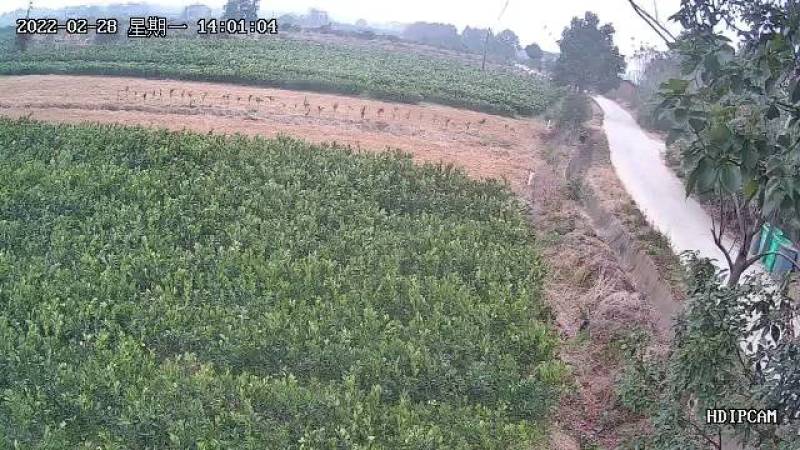赣南脐橙苗纽荷尔脐橙苗果冻橙苗，品种纯，根系好