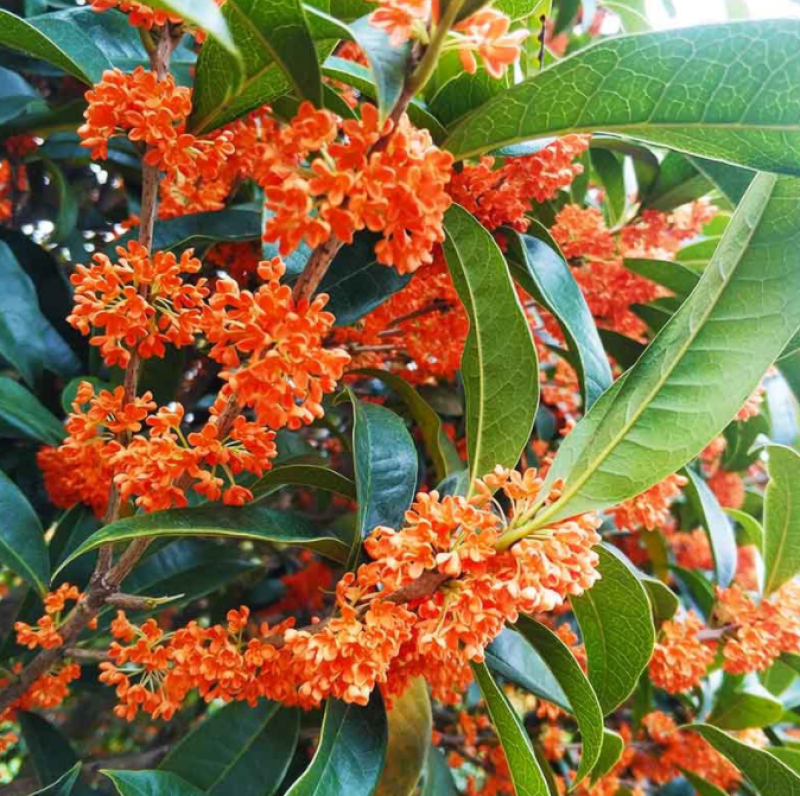 2025新丹桂厂家直销散装批发手工挑选代用茶花草茶量大从