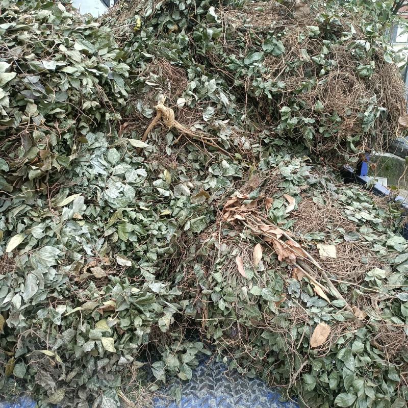 矮地茶新货野生平角木不出林紫金牛叶下红干货批发零售均可