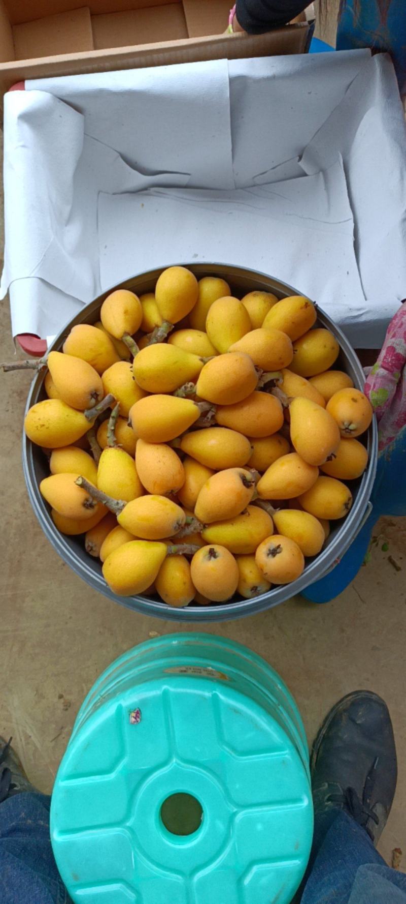 武鸣夏黄枇杷