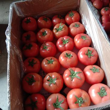 硬粉西红柿，货源充足，质量保证，价钱合理，全国各地代收代