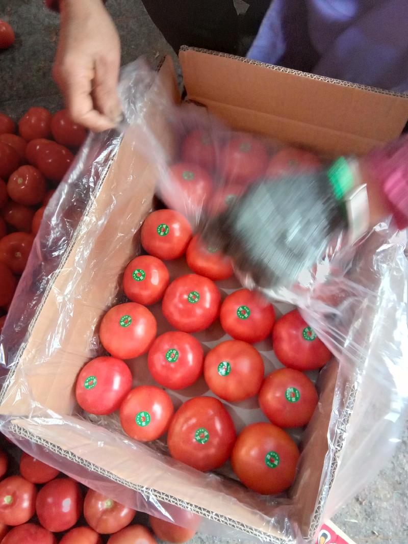 硬粉西红柿，货源充足，质量保证，价钱合理，全国各地代收代