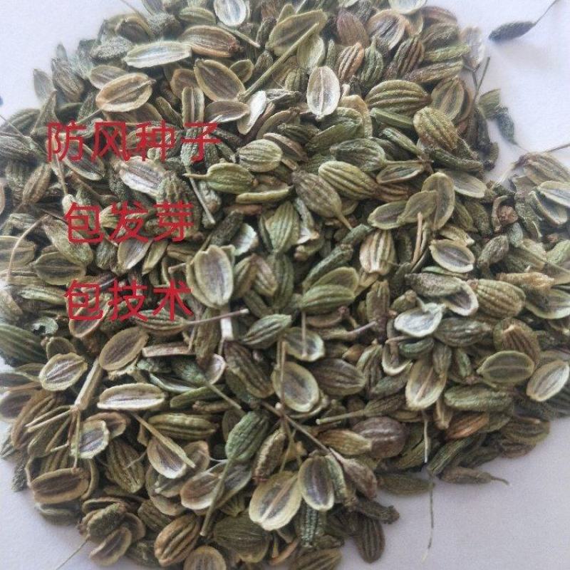 防风种子，防风子，张家口防风子，内蒙防风子，2025新产