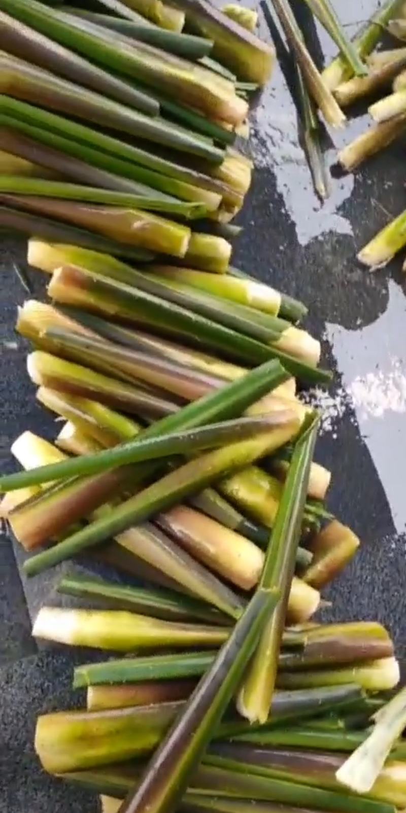 精品茭白，大量供应，供应各大电商平台和批发商