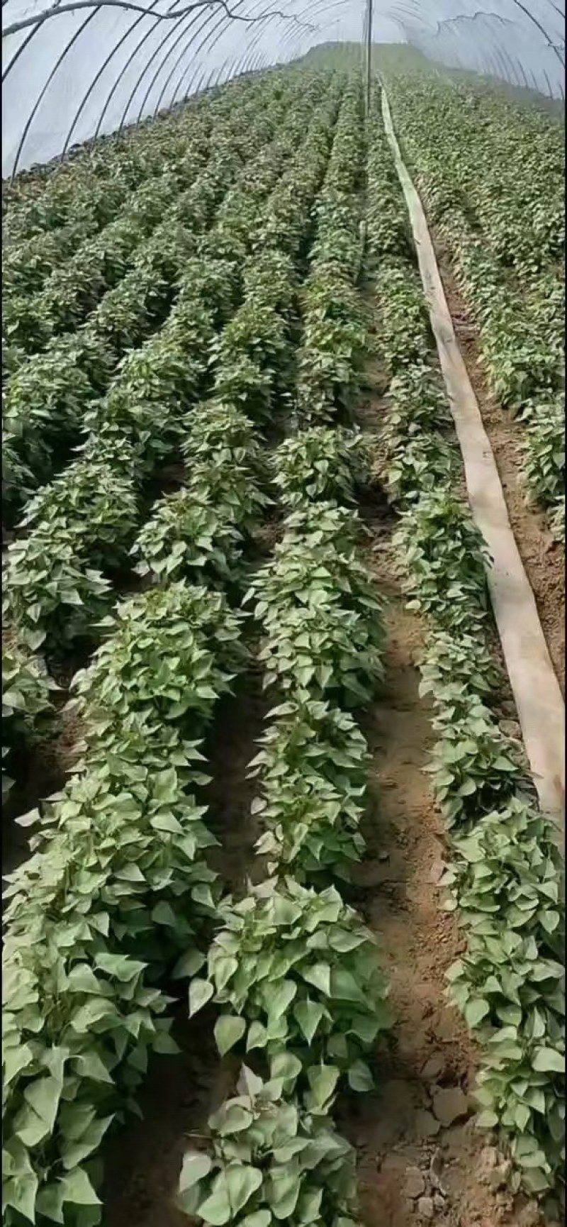 脱毒龙薯九号苗床红薯苗，高剪苗，扩繁苗，蔓头苗25-30