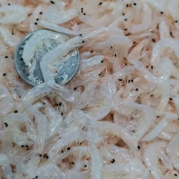 虾皮