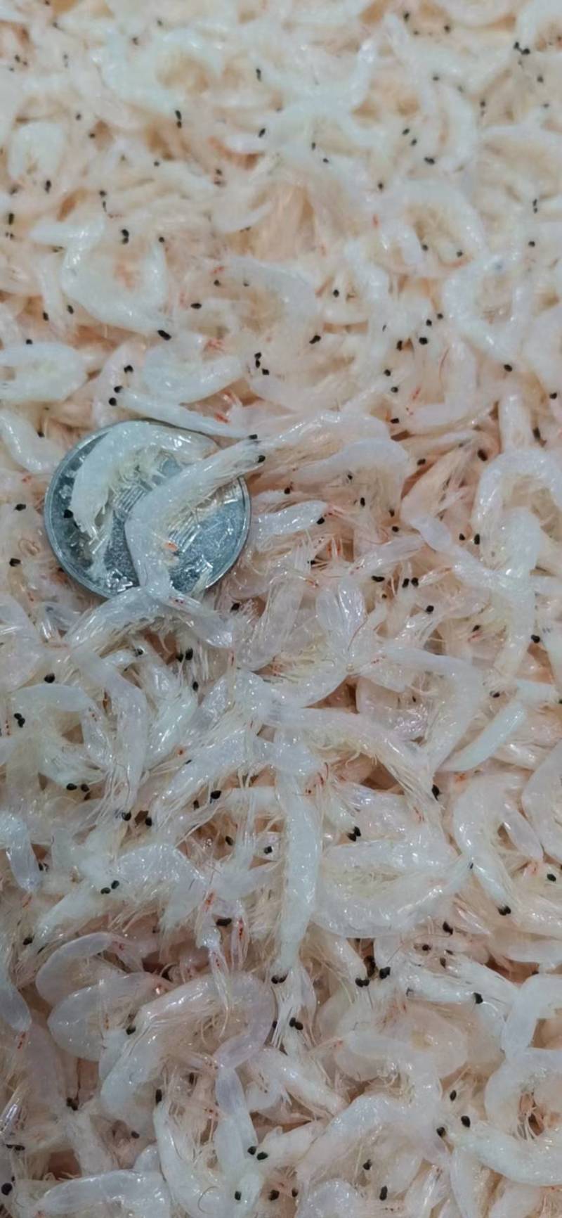 虾皮
